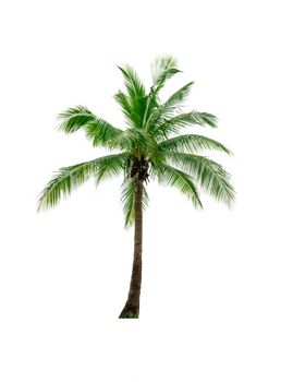 Coconut tree isolated on white background used for advertising decorative architecture. Summer and beach concept