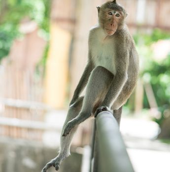 The brown monkey sitting on the iron rail is going to cry