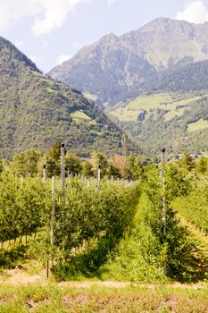 Fields of apple trees in the region of Trentino-Alto Adige