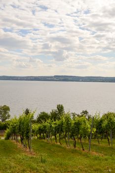 View of vine plants in Uhldingen on Lake Constance in Germany