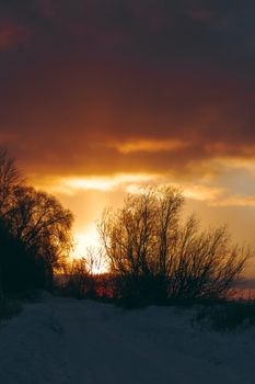 Hot yellow winter sunrise against the trees without leaves