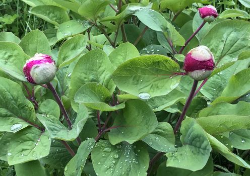 Endemic peony flower