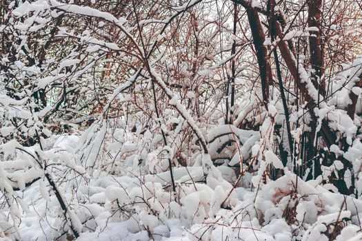Cold winter snowy landscape at middle of the day
