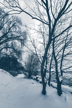 Cold winter snowy landscape at middle of the day. Monochrome