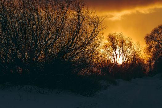 Hot yellow winter sunrise against the trees without leaves