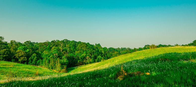 Beautiful rural landscape of green grass field with white flowers on clear blue sky background in the morning on sunshine day. Forest behind the hill. Planet earth concept. Nature composition