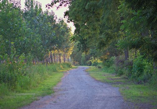 Forest hiking road with trees all around