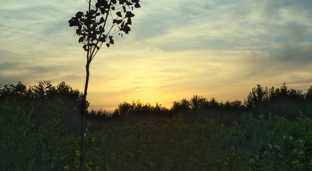 Colorful bright summer sunset over forest