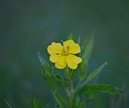 Small wild plant blooming with yellow flower