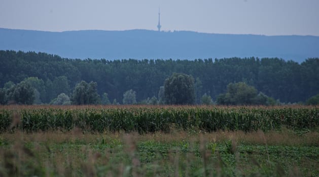 empty field with corn field, forest and hills in distance