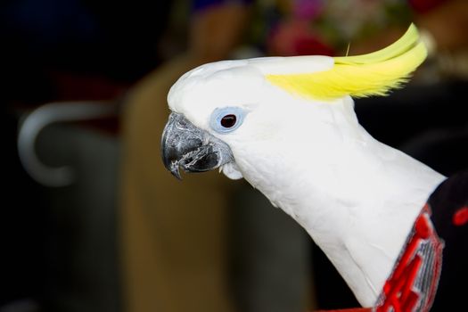 Closeup white parrot