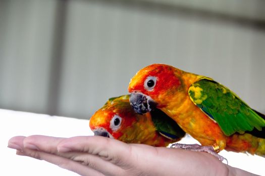 Closeup Yellow parrot on hand