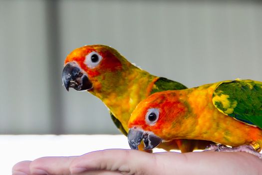 Closeup Yellow parrot on hand