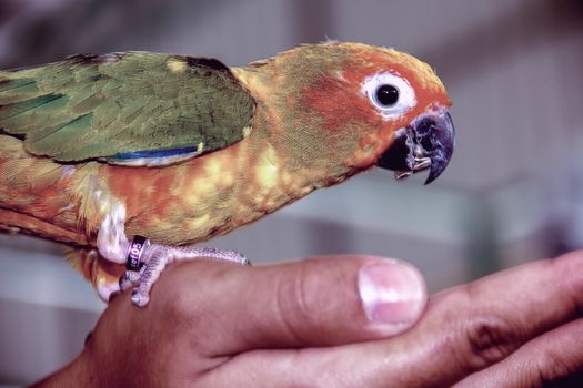 Closeup Yellow parrot on hand