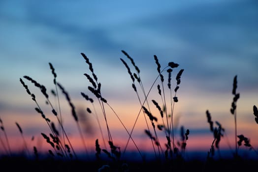 Dried flowers and grass on a background sunset