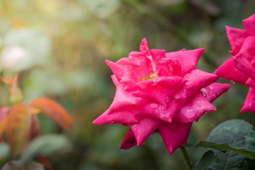 Roses in the garden, Roses are beautiful with a beautiful sunny day.