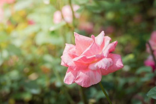 Roses in the garden, Roses are beautiful with a beautiful sunny day.