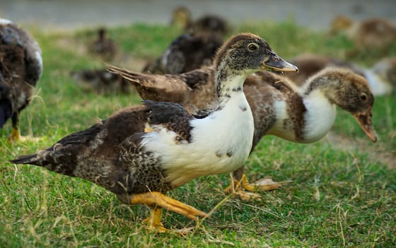 Brown and white ducks in field searching for food