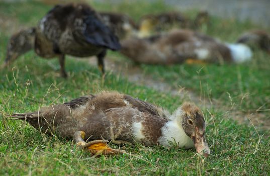 Duckling sitting on grass and other ducks in background