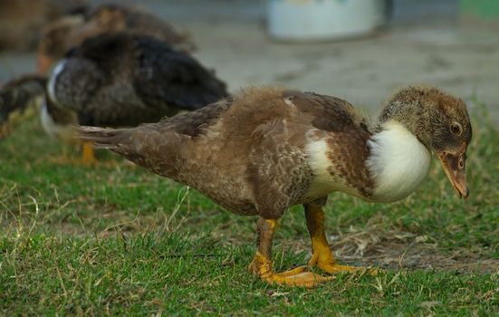 Brown and white ducks in field searching for food