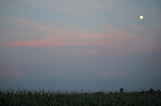 Sunset over corn field with moon in right corner