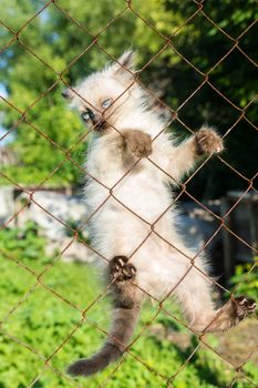 A kitten climbs on a fence from a grid, summer, Russia, 2017
