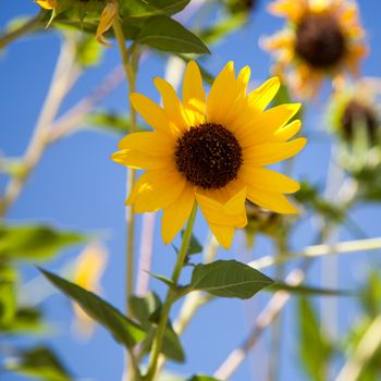 California Sunflower