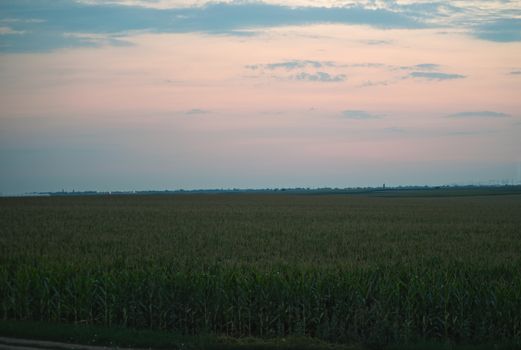 Colorful sunset over corn field, summer landscape