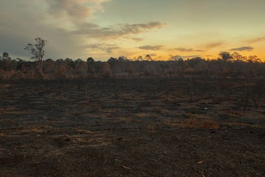 Result after a controlled fire burn near Collingwood Park, Ipswich City, Queensland, Australia.