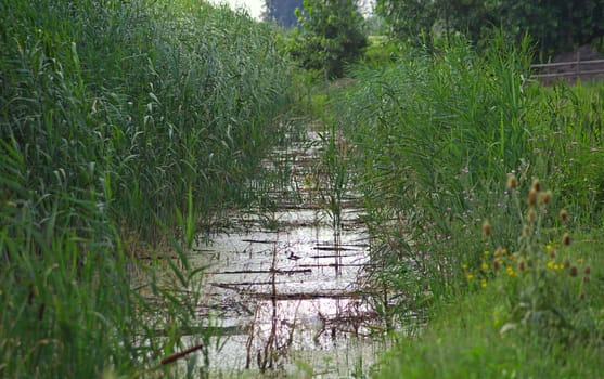 Vegetation booming at swamp during summer time