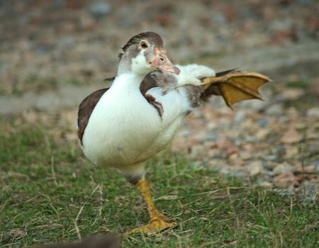 Duckling standing on one feet while stretching leg