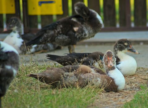 Duckling sitting on grass and other ducks in background