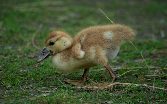 Small yellow duckling looking for food in grass