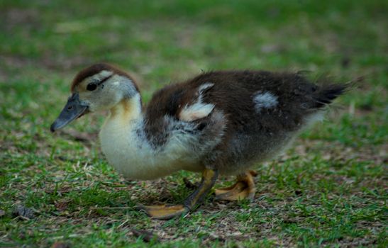 Small yellow and black duckling looking for food in grass