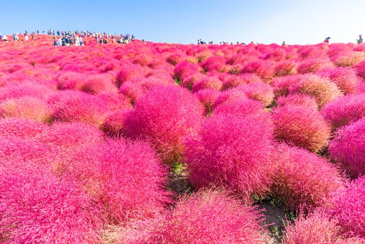 Kochia and cosmos bush with hill landscape Mountain,at Hitachi Seaside Park in autumn with blue sky at Ibaraki, Japan