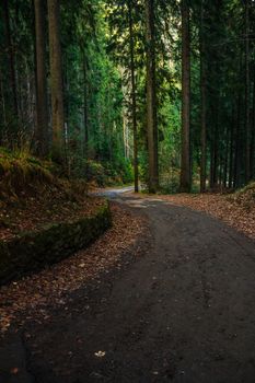 old cracked asphalt road goes through the green shaded forest in mountains