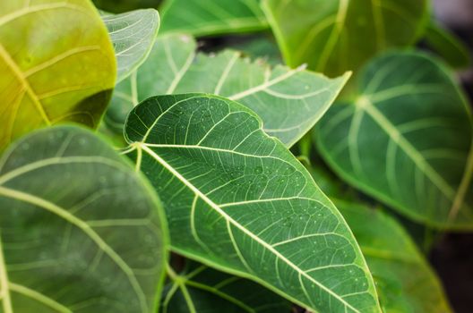 Green leaves are naturally beautiful