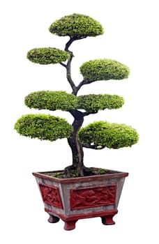 Chinese bonsai tree isolated over white background