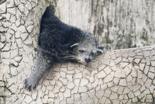 Binturong sleeping on a tree branch in a zoo