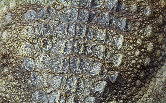 Close up of a crocodile back for texture