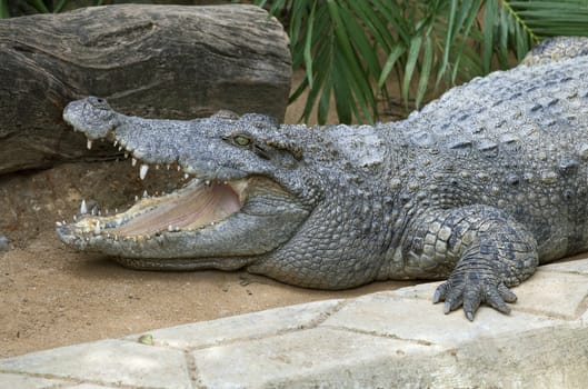 Profile of a large crocodile opening his mouth