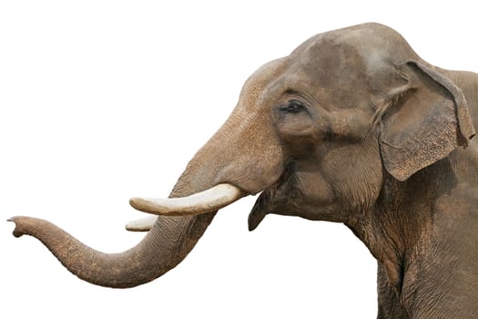 Head of an elephant, isolated over white background