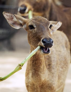 Young antelope eating bamboo looking at camera