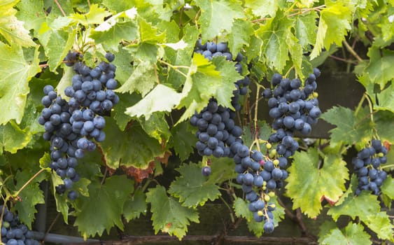 large bunches of blue grapes hang ready to be picked for grape juice or red wine