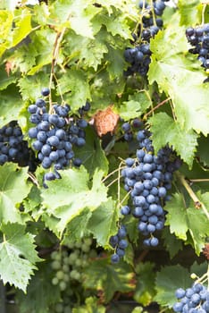 large bunches of blue grapes hang ready to be picked for grape juice or red wine