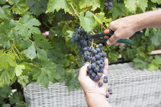 woman engaged in the harvesting and cutting of bunches of blue grapes for the purpose of making grape juice or red wine