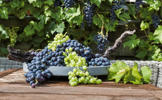decoration of bunches blue and white grapes on a scale with grape branches and leaves and the grape plant as background