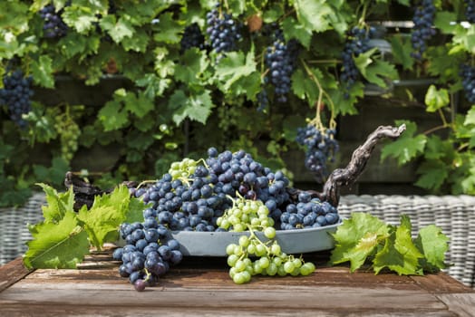 decoration of bunches blue and white grapes on a scale with grape branches and leaves and the grape plant as background