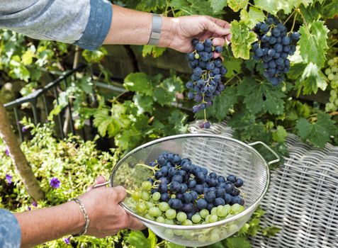 woman engaged in the harvesting and cutting of bunches of blue grapes for the purpose of making grape juice or red wine