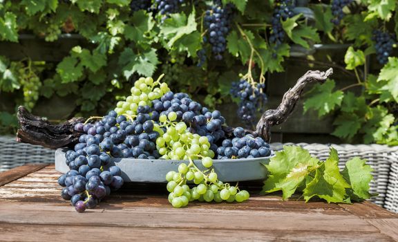 decoration of bunches blue and white grapes on a scale with grape branches and leaves and the grape plant as background